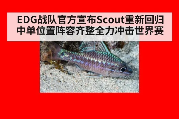 EDG战队官方宣布Scout重新回归中单位置阵容齐整全力冲击世界赛